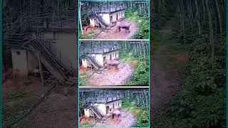 ELEPHANT ATTACK  CC TV Footage  Kerala  Only Shorts Videos shorts youtubeshorts animals [upl. by Namia25]