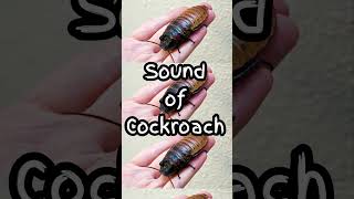 Real Cockroach Sound Effect 🪳 Royalty free SFX [upl. by Felix]