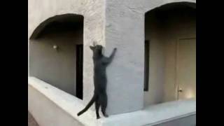 Cat Parkour [upl. by Marron]