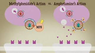 Amphetamine Vs Methylphenidate [upl. by Colet156]