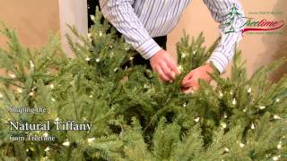 How to Shape Your Artificial Christmas Tree  The Natural Tiffany Fir [upl. by Neeron]