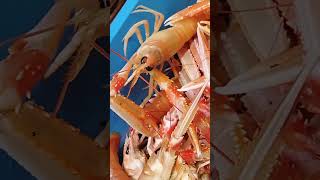 Langoustine  Scampi  Live 🦞😱 langoustine shorts live scampi seafood viral food [upl. by Leinaj564]