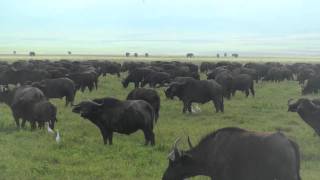 African Buffalo  Safari Ngorongoro Crater Africa [upl. by Yla]