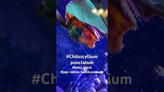 Chiloscyllium punctatum egg [upl. by Luby]