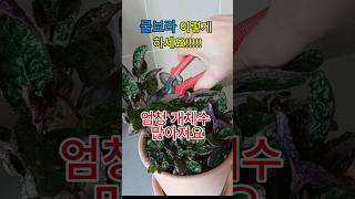 올록볼록 반음지 식물인 물보라 가지치기로 개체수 늘리기 How to grow Hemigraphis from cutting 물보라 [upl. by Kiley]