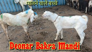 Deonar Bakra Mandi Quality Ke Bakre [upl. by Nivlak]