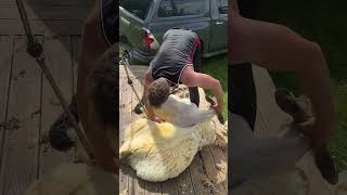 Suffolkx ewe shearing sheep shearing [upl. by Meeker]