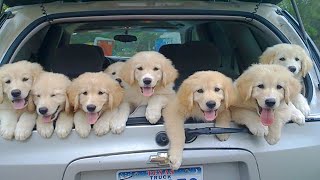 Golden Retriever Puppies That Will Make You Laugh Countless Times [upl. by Ecienal]