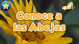 Conoce a las abejas  Videos Aprende 🐝 [upl. by Acinaj]