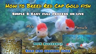 How to Breed Red Cap Gold Fish  LIVE AQUARIUM [upl. by Niwdla]