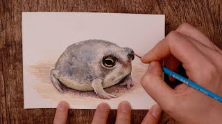 Desert Rain Frog  Gouache Timelapse [upl. by Saxet]