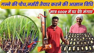 गन्ने की नर्सरी कैसे तैयार करें Sugarcane Nursery Transplant  Sugarcane Nursery Ganne ki kheti [upl. by Arammat]