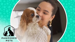 How do celebrities care for their pets PamperedPets on MetroStyle [upl. by Aliak]