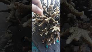 Fresh but succulent ACROPORA MURICATA [upl. by Doralia]