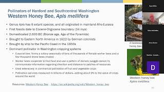 Lets Talk About Hanford Pollinators of Hanford and Southern Central Washington [upl. by Abla]