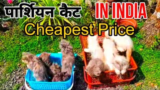 Persian cat in India cheapest price call 8081333737 petsiconvaranasi pets dog cat dogbreed [upl. by Livingstone537]