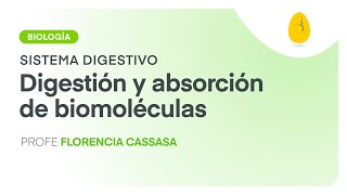 Digestión y absorción de biomoléculas  Biología  Sistema Digestivo  V2  Egg Educación [upl. by Fritzie]