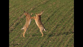 Feldhasen Hasenkampf  boxen und laufen Paarungszeit im Frühjahr [upl. by Otrebogad23]