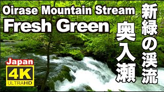 4K 新緑でリラックス Fresh green leaves 奥入瀬渓流 Oirase stream Relaxing sound Japan 十和田観光 Relaxation 旅行 観光 青森 [upl. by Stroup]