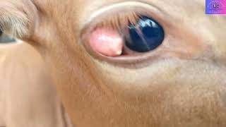 Eye Problems in Cattle veterinarian farming [upl. by Ancalin392]