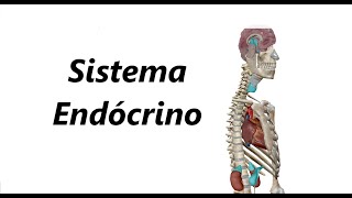 Sistema Endócrino em 3D [upl. by Mcdonald117]