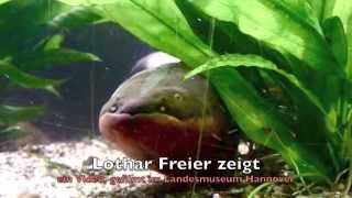 Der Zitteraal  The Electric Eel [upl. by Ot]