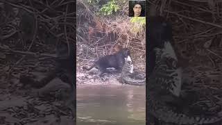 Ratazana de Rio onça vs Jacaré monstro crocodilo da Amazonas [upl. by Welbie]