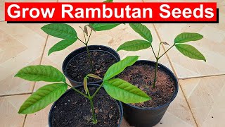 Grow Rambutan from Seed FUN and Easy English [upl. by Jerz]