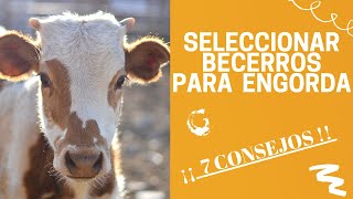 CÓMO SELECCIONAR BECERROS PARA ENGORDA 🐂  ¡7 CONSEJOS 🐂 [upl. by Akamaozu129]