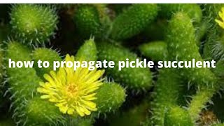 How to propagate pickle succulent  how to grow pickle plant pickleplant delospermaechinatum [upl. by Nnorahs]