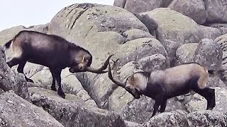 Cabras en La Pedriza [upl. by Pinsky]