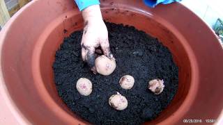 Planting Red Chieftain Potatoes in Containers Spring 2017 [upl. by Alamak]