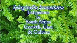 How to Care for Selaginella kraussiana Growth Care amp Culture [upl. by Ailices]