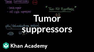 Tumor suppressors  Biomolecules  MCAT  Khan Academy [upl. by Livy356]