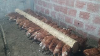 cómo criar a tus gallinas ponedora crías de gallinas ponedoras galpón de gallina gallinas en tu casa [upl. by Arlie527]