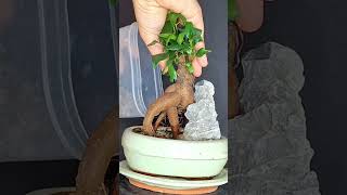 From small plant to bonsai ficus bonsai ficusbonsai ficusmicrocarpa plants plantprojects [upl. by Cleaves387]