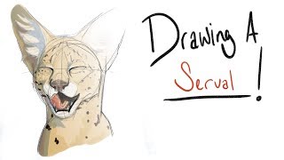 Drawing a  Ep 3 Servals [upl. by Martreb]