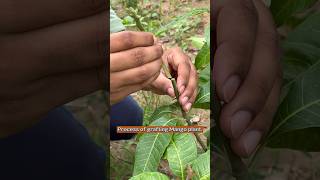 Mango grafting ka Simple tarika mangografting ￼grafting youtubeshorts indiannurserytips [upl. by Jeanelle]