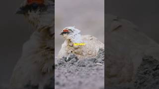 Rock Ptarmigan Natures Snow Camouflage Expert birds wildlife nature [upl. by Dlaniger]