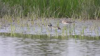 Little Stint and Curlew Sand [upl. by Nalyad425]