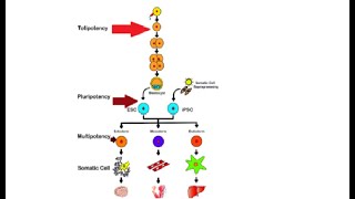 Difference between totipotent pluripotent amp multipotent stem cells [upl. by Dnesnwot]