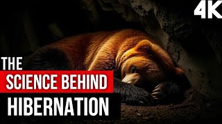 Hibernation Explained How Animals Survive the Cold [upl. by Yejus]