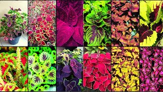 COLEUS VARIETIES  Plants Weekly [upl. by Vanderhoek900]