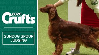 Gundog Group Judging  Crufts 2020 [upl. by Nnylirret]