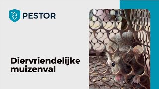 Diervriendelijke muizenval  Pestor [upl. by Maro]