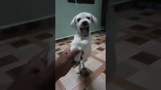 Labrador puppy barking funny doglover dog youtubeshorts doglover [upl. by Christabella940]