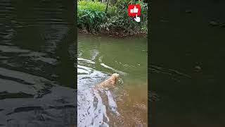 Labrador Retriever Swimming🐕🐕doglover dogshorts shortsfeed shortsvideo [upl. by Notsuj561]