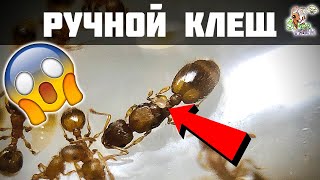 Ручной клещ у муравьев ● Temnothorax unifasciatus [upl. by Eerdna54]