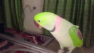 most beautiful sound in magical sweet parrot wonderful amazing natural beauty in world wow [upl. by Timus]