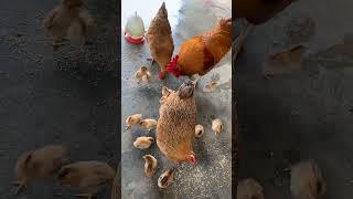 Harvest Chicken In Farm🐓 shorts viral chicken chickenlover animal chikenlifeshow virel fyp [upl. by Llirred]